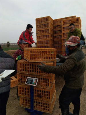 鹽城射陽臨海鎮八大家居委會 雞窩里飛出“金鳳凰”，畜牧漁業飼料銷售成富民新引擎
